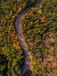 High angle view of road amidst trees during autumn