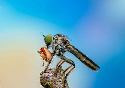 Close-up of insect on flower