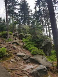 Trees in forest against sky