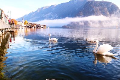 Swans swimming in lake