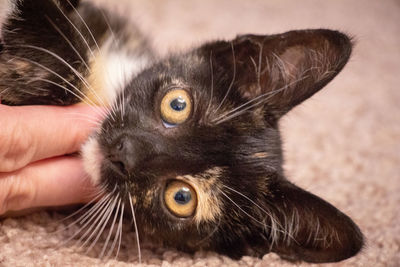 Close-up portrait of a cat