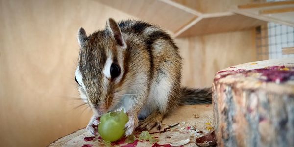 Close-up of a eating food