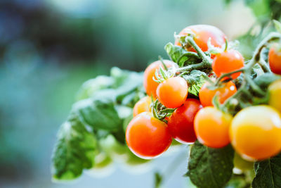 Close-up of tomatoes on plant