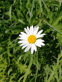 Close-up of white daisy flower