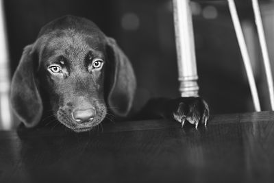 Portrait of dog