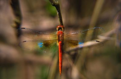 Close-up of dragonfly on twig