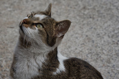 Cute stray cat girl with beautiful eyes, close up face kitten image