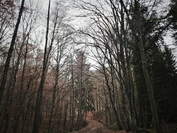 Low angle view of trees in forest against sky