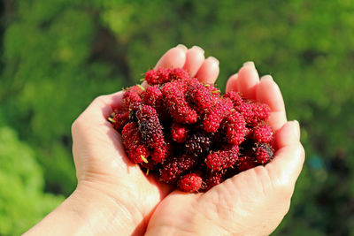 Woman's hands filled with fresh picked mulberry fruits