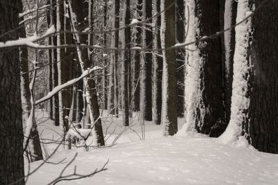 Trees in forest during winter