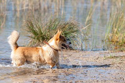 Welsh corgi pembroke on the sandy beach, wet dog