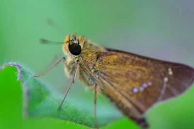 Close-up of insect