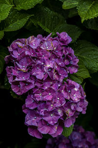 Close-up of wet pink hydrangea flowers