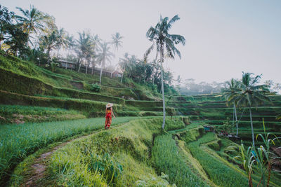 Young woman at rice terrace