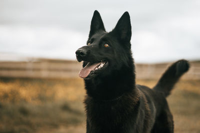 Close-up of a dog looking away