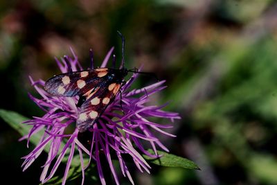 Close-up of butterfly on purple flower