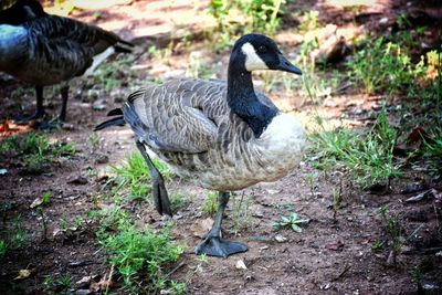 Mallard duck