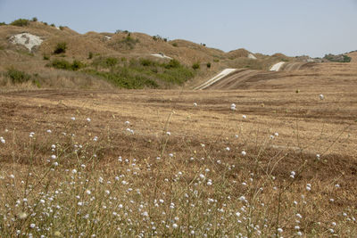 Scenic view of agricultural field against clear sky