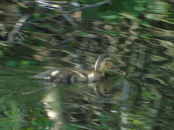 Ducks swimming in lake