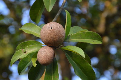 Sapodilla fruits on tree