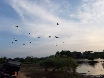 Birds flying over lake against sky