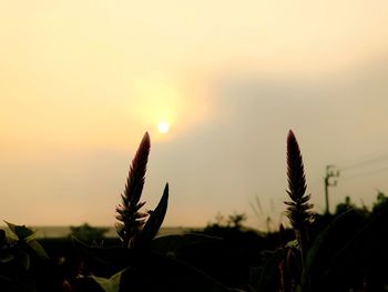 Close-up of silhouette plants against sky during sunset