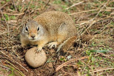 Close-up of squirrel on field