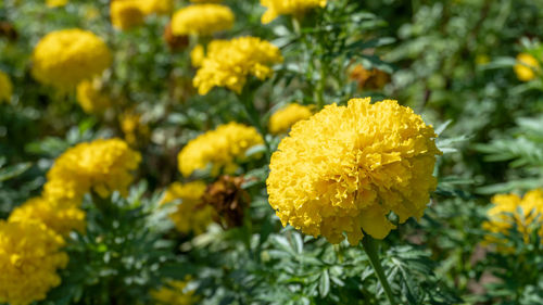 Close-up of yellow flowering plant