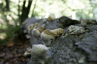 Close-up of mushrooms on rock in forest