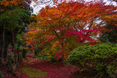 View of trees in forest during autumn