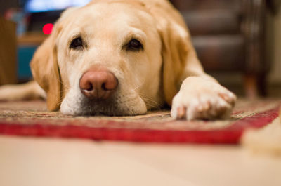 Close-up portrait of dog