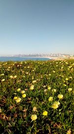 Plants by sea against clear sky