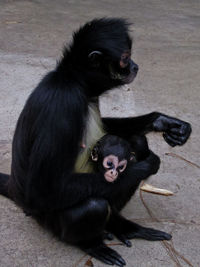 Portrait of black cat sitting in zoo