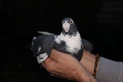 Close-up of hand holding bird against black background