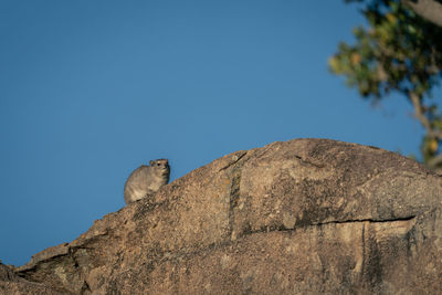 Low angle view of bird perching on rock