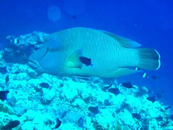 Fish swimming in sea