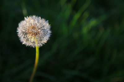 Close-up of dandelion flower