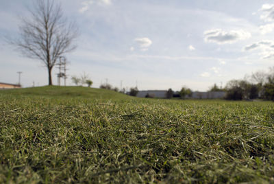 Close-up of grass on field against sky