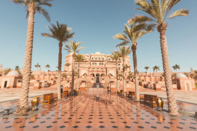 Palm trees along buildings