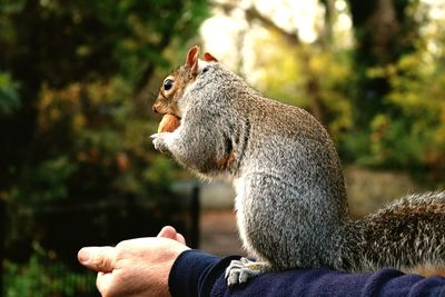 Squirrel on arm