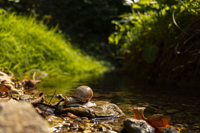 High angle view of turtle in the forest