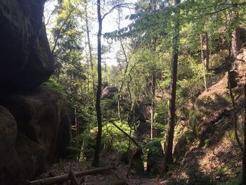 Trees in forest