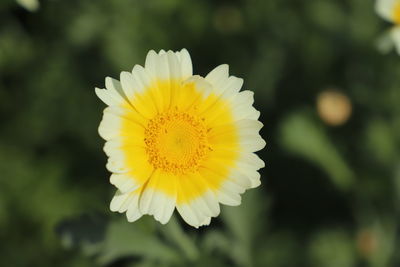 Close-up of yellow flower