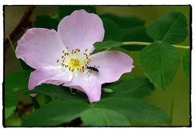 Close-up of bee on flower