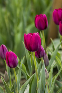 Close-up of crocus blooming outdoors