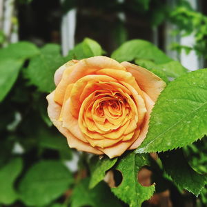 Close-up of rose plant