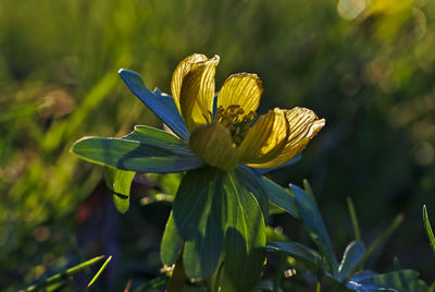 Close-up of yellow flowering plant