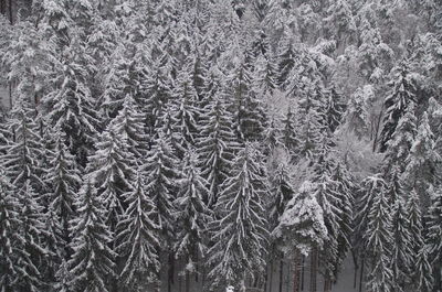 Full frame shot of plants on snow