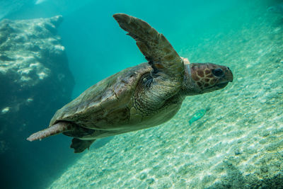 Close-up of turtle swimming in sea