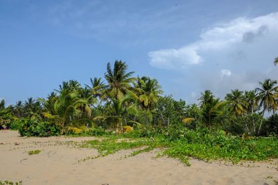 Scenic view of palm trees on beach against sky